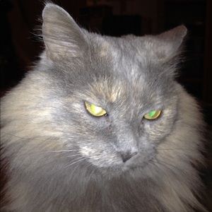 Meet your Posher, Ellen